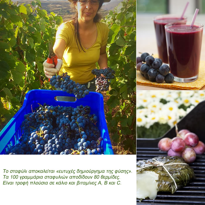 grapes middle02