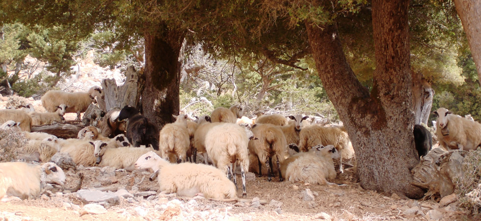 crete 04