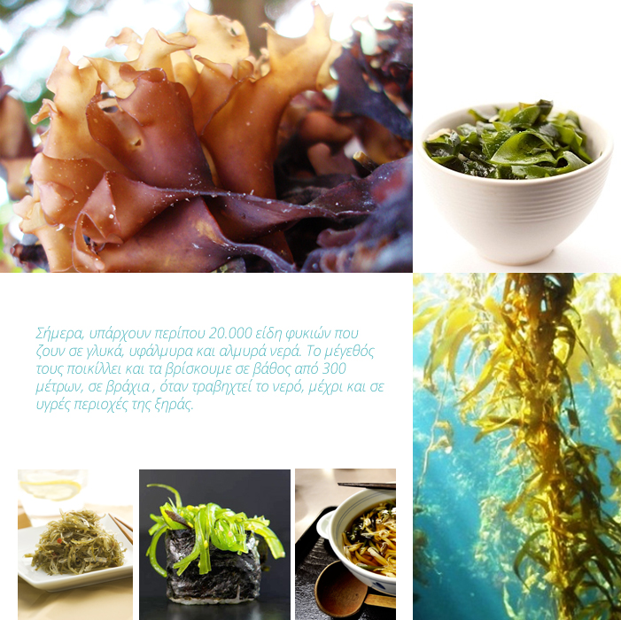 FYKIA images