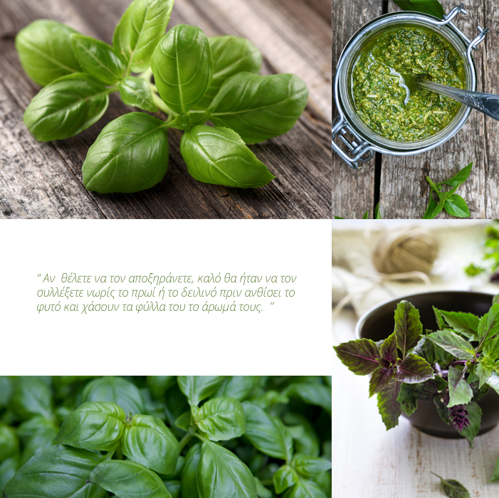 BASIL-images-new